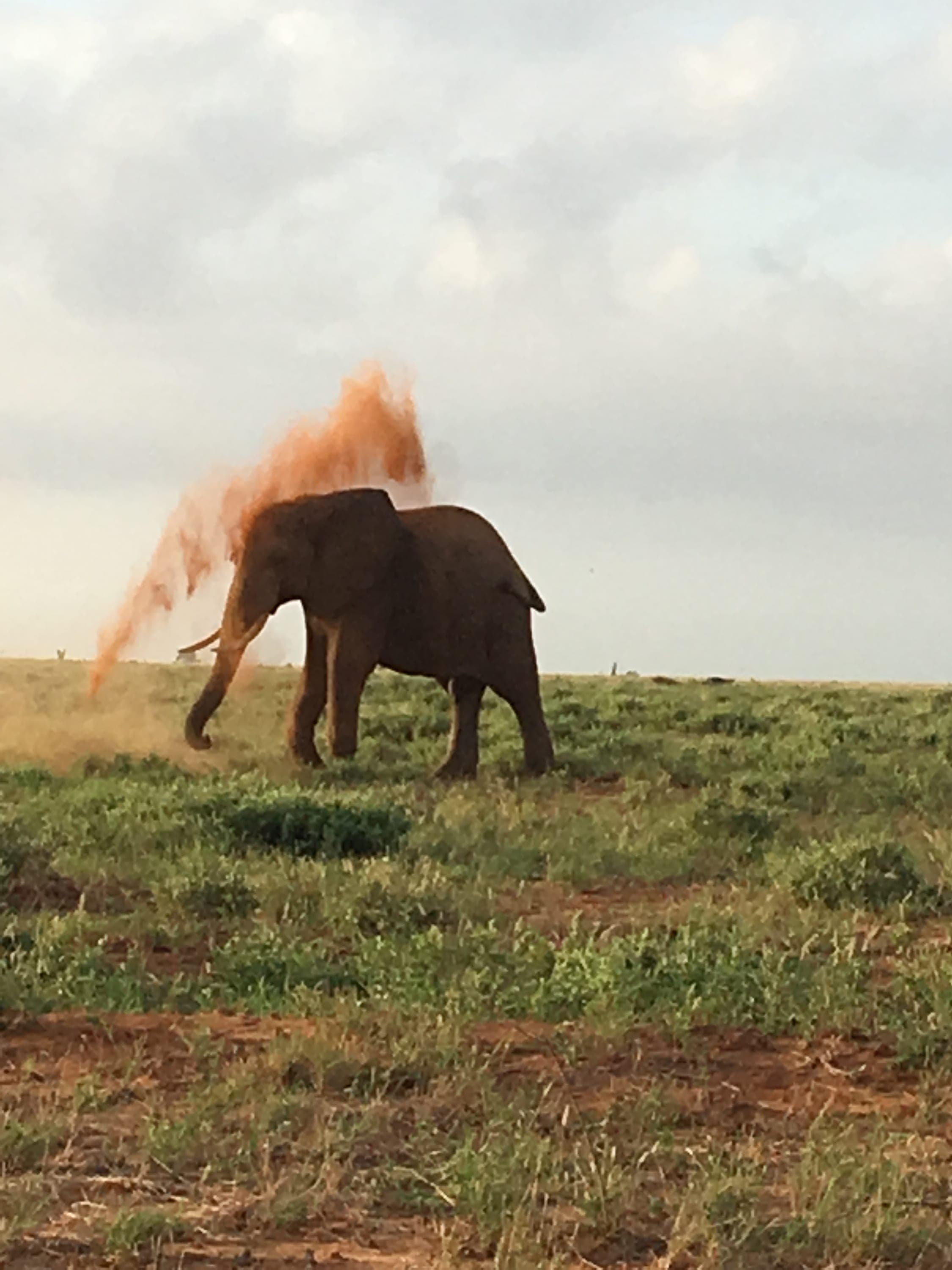 An elephant kicking up red dust in golden afternoon light on the African plains.